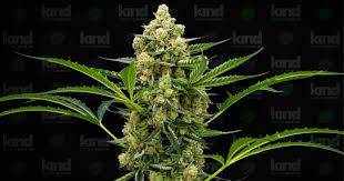 Exploring the Benefits of Auto Flower Seeds