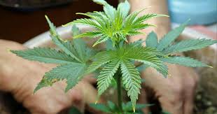 Exploring the Benefits of Auto Flower Seeds