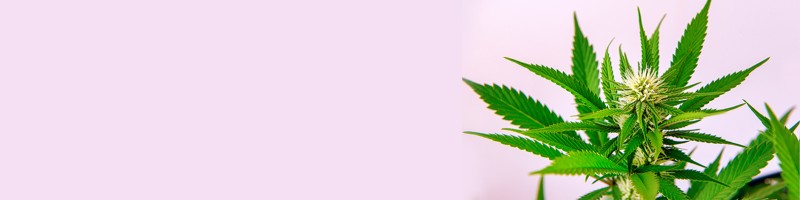 Exploring the Benefits and Effects of Orange Weed