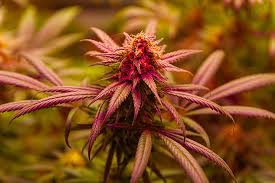 Exploring the Benefits and Effects of Orange Weed